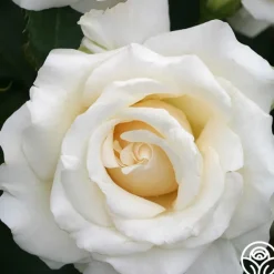Heirloom Roses Adriana Sale