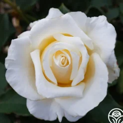 Heirloom Roses Adriana Sale