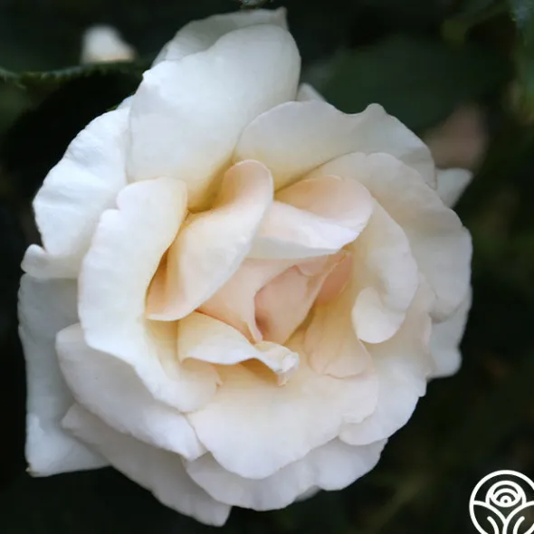 Heirloom Roses Adriana Sale