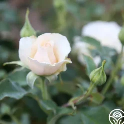 Heirloom Roses Adriana Sale