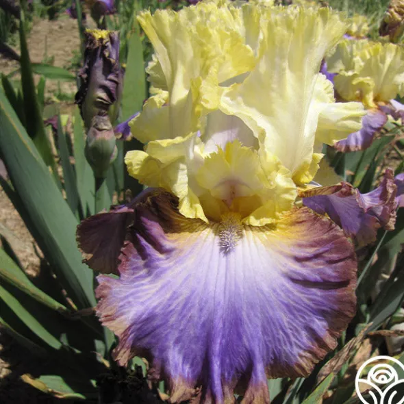 Heirloom Roses Adventurous Online
