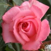 Heirloom Roses Agatha Christie New