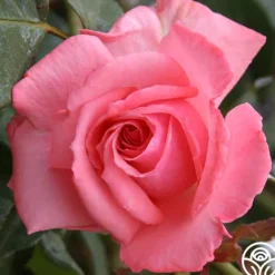Heirloom Roses Agatha Christie New