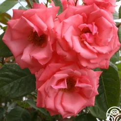 Heirloom Roses Agatha Christie New