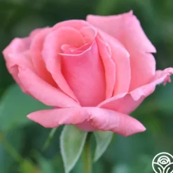 Heirloom Roses Agatha Christie New