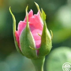 Heirloom Roses Agatha Christie New