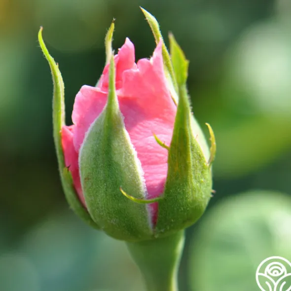 Heirloom Roses Agatha Christie New