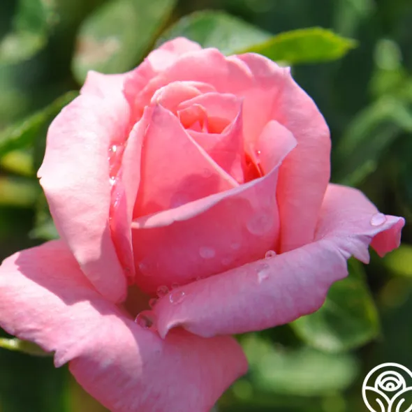 Heirloom Roses Agatha Christie New