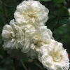 Heirloom Roses Aimée Vibert Clearance