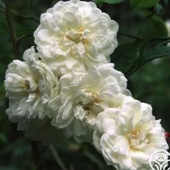 Heirloom Roses Aimée Vibert Clearance