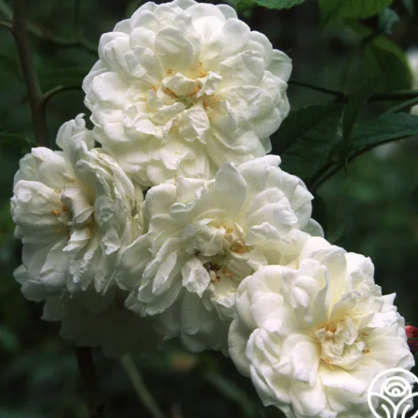 Heirloom Roses Aimée Vibert Clearance