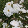 Heirloom Roses Alba Maxima New
