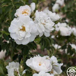 Heirloom Roses Alba Maxima New