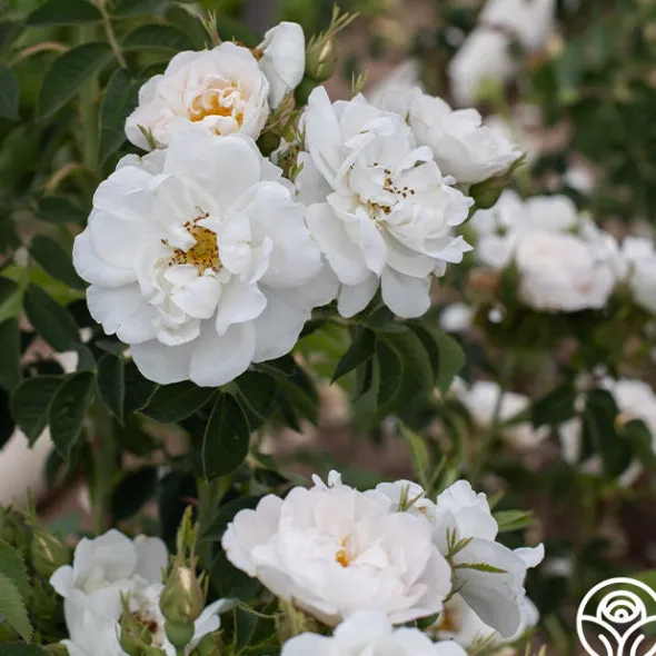 Heirloom Roses Alba Maxima New