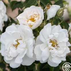 Heirloom Roses Alba Maxima New