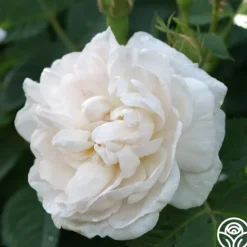 Heirloom Roses Alba Maxima New