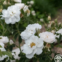 Heirloom Roses Alba Maxima New