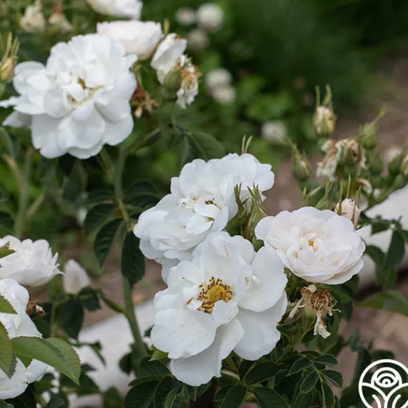 Heirloom Roses Alba Maxima New