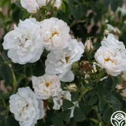 Heirloom Roses Alba Maxima New