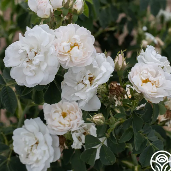 Heirloom Roses Alba Maxima New