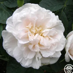 Heirloom Roses Alba Maxima New