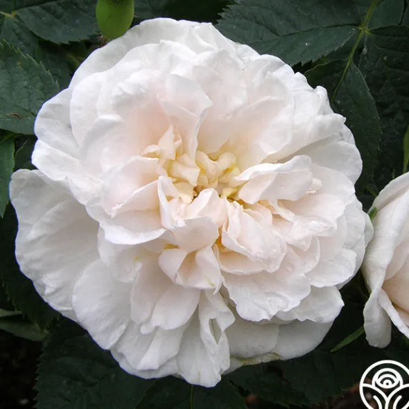 Heirloom Roses Alba Maxima New