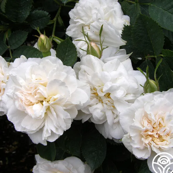 Heirloom Roses Alba Maxima New