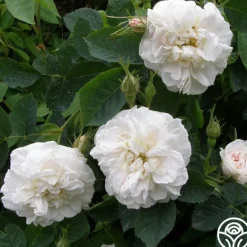 Heirloom Roses Alba Maxima New