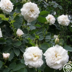Heirloom Roses Alba Maxima New