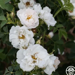 Heirloom Roses Alba Maxima New