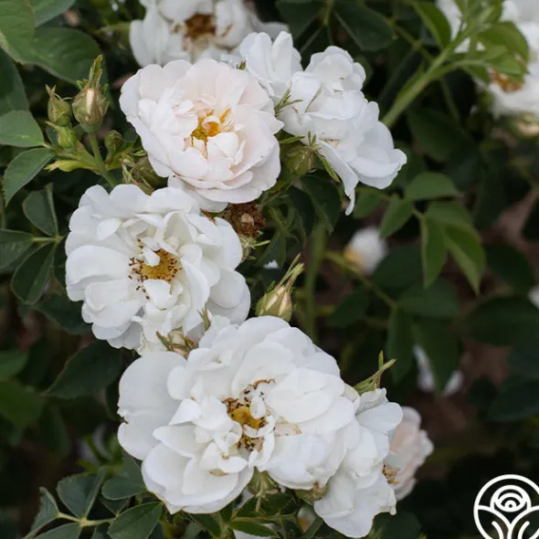 Heirloom Roses Alba Maxima New