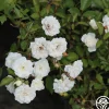 Heirloom Roses Alba Meidiland®