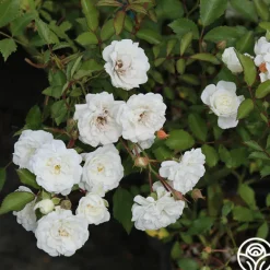 Heirloom Roses Alba Meidiland®