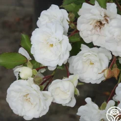 Heirloom Roses Alba Meidiland®