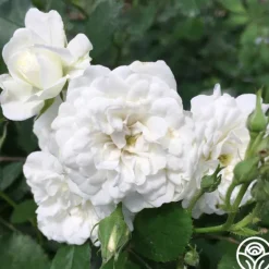 Heirloom Roses Alba Meidiland®