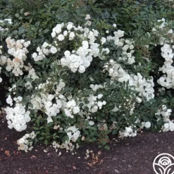 Heirloom Roses Alba Meidiland®