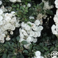 Heirloom Roses Alba Meidiland®