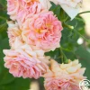 Heirloom Roses Alchymist Online