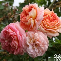Heirloom Roses Alchymist Online