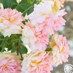 Heirloom Roses Alchymist Online