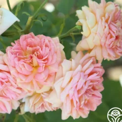 Heirloom Roses Alchymist Online
