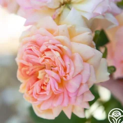 Heirloom Roses Alchymist Online