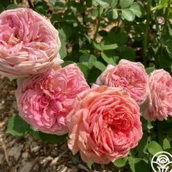 Heirloom Roses Alchymist Online