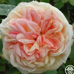Heirloom Roses Alchymist Online