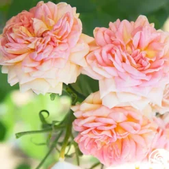 Heirloom Roses Alchymist Online