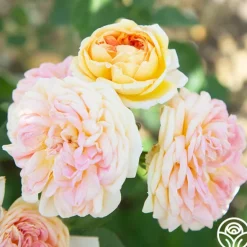 Heirloom Roses Alchymist Online