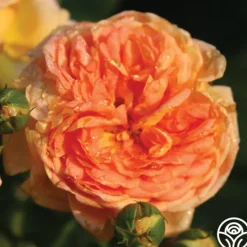 Heirloom Roses Alchymist Online