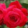 Heirloom Roses Alec's Red® Hot