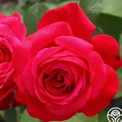 Heirloom Roses Alec's Red® Hot