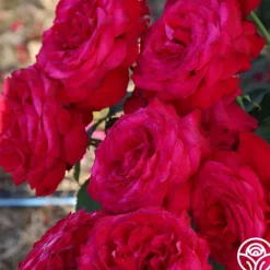 Heirloom Roses Alec's Red® Hot